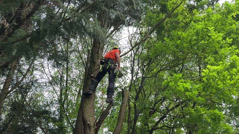 Leaf Removal in Eureka, IL